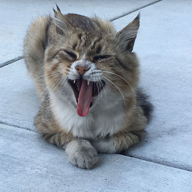 BK waits, yawning, for his food