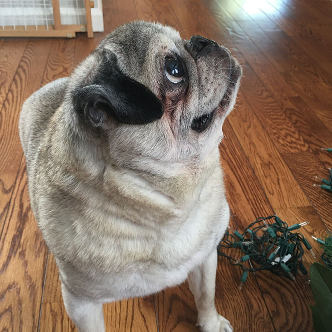 Bruce wants his treat!