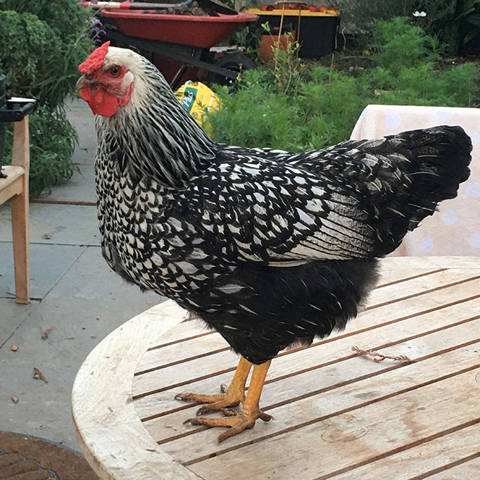 Black and white speckles decorate this chicken's feathers'