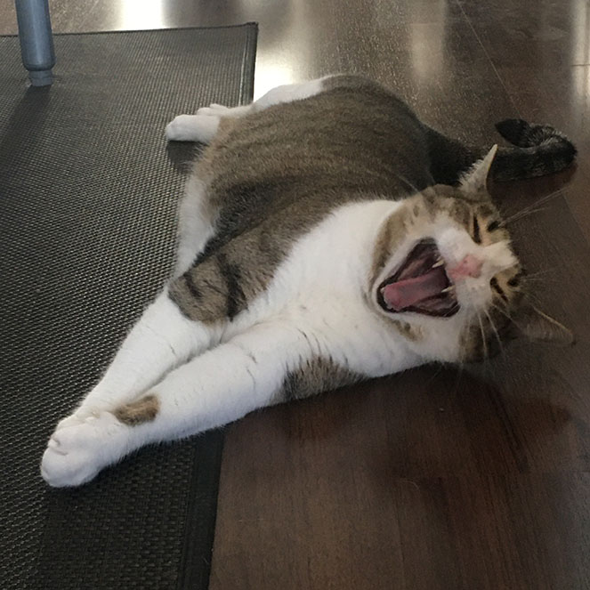 Nikita is one bored cat!