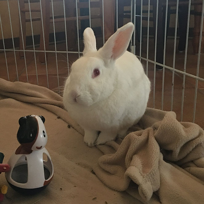 White Bunny waits for his mid-afternoon snack
