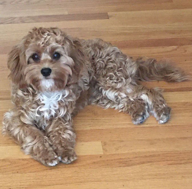 Winnie the Cavapoo relaxes on the floor