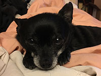 Desi the Chihuahua relaxes