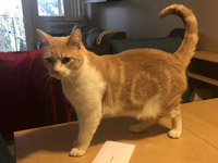 Estaban the cat is ready to play