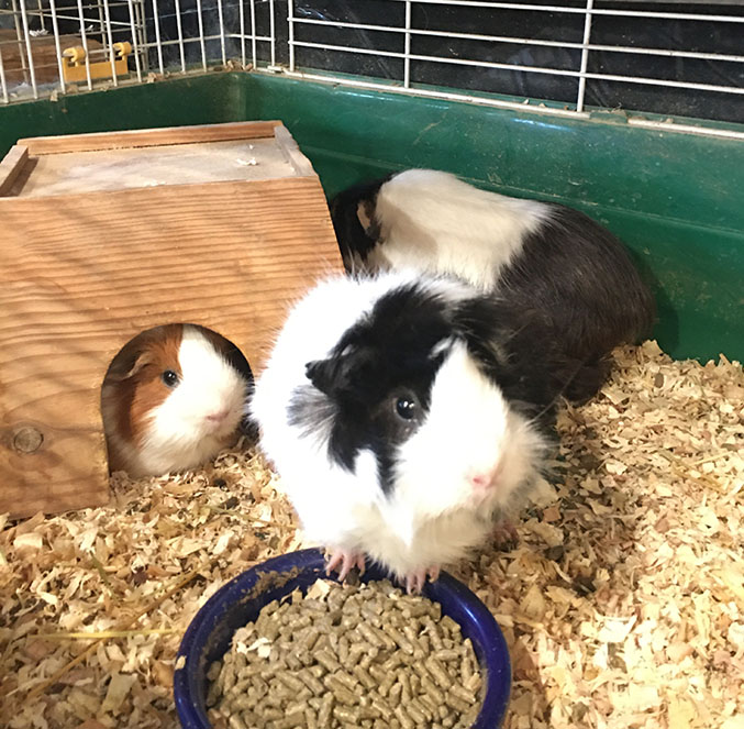 Guinea pigs are hungry