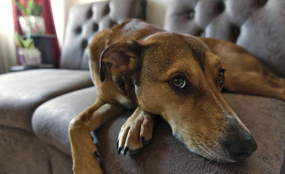 Photo of a dog lying on a couch.