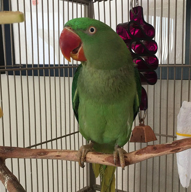Polly Parrot waits for her afternoon snack